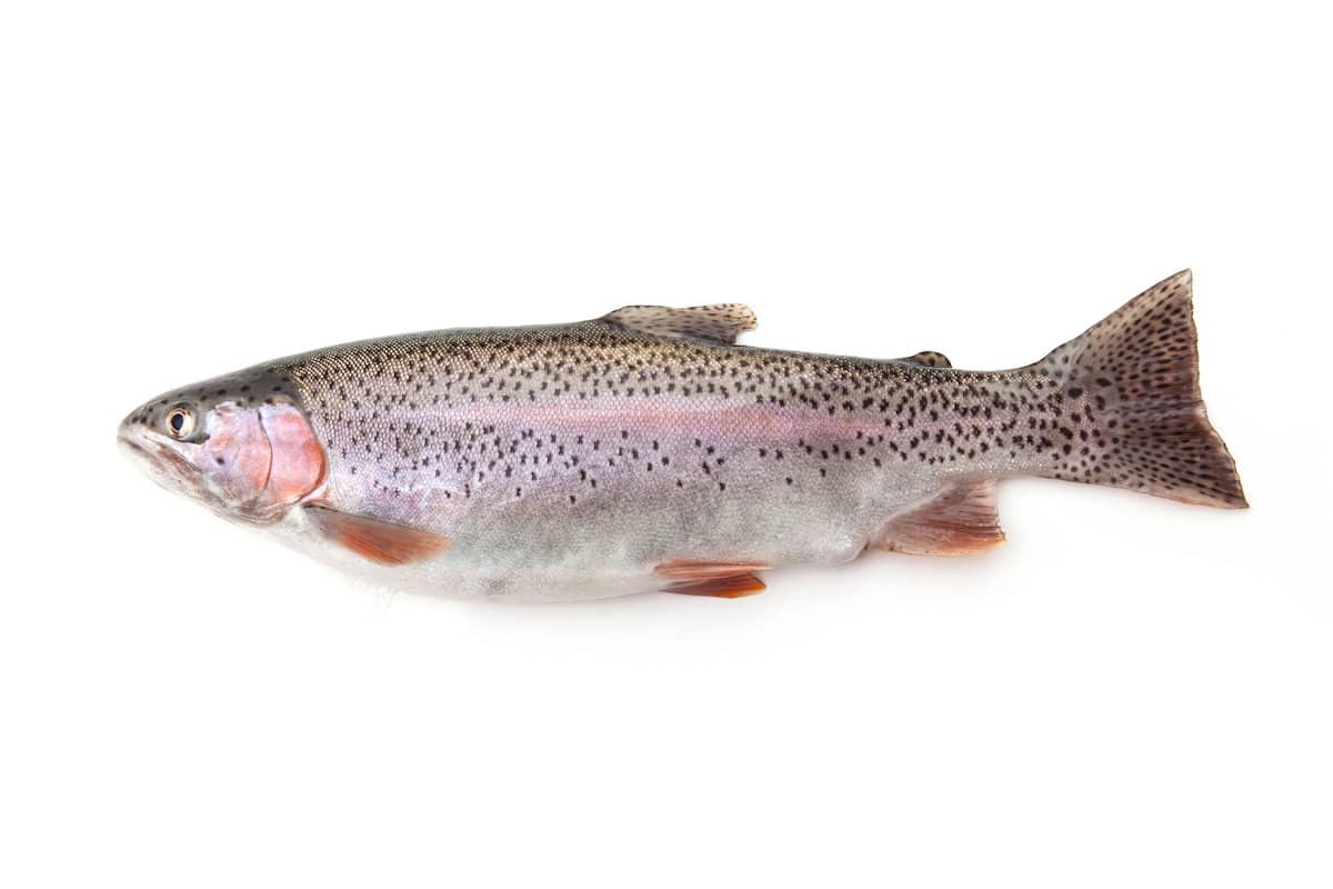 Rainbow trout isolated on white background.