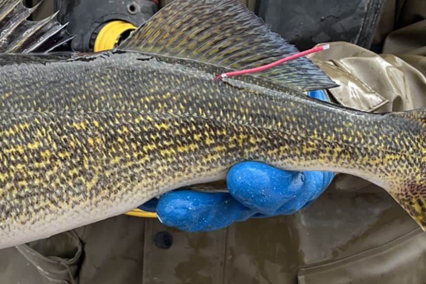 A red floy tag marks one of the walleyes being released for a study of these fish in Green Bay.