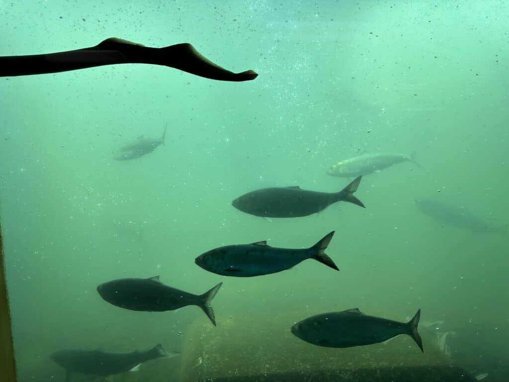 Tons of shad as well as sockeye salmon, Chinook salmon, summer steelhead and lamprey were passing the viewing windows at Bonneville Dam.