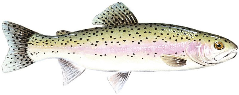 Artist's rendering of a rainbow trout like those stocked in Texas.