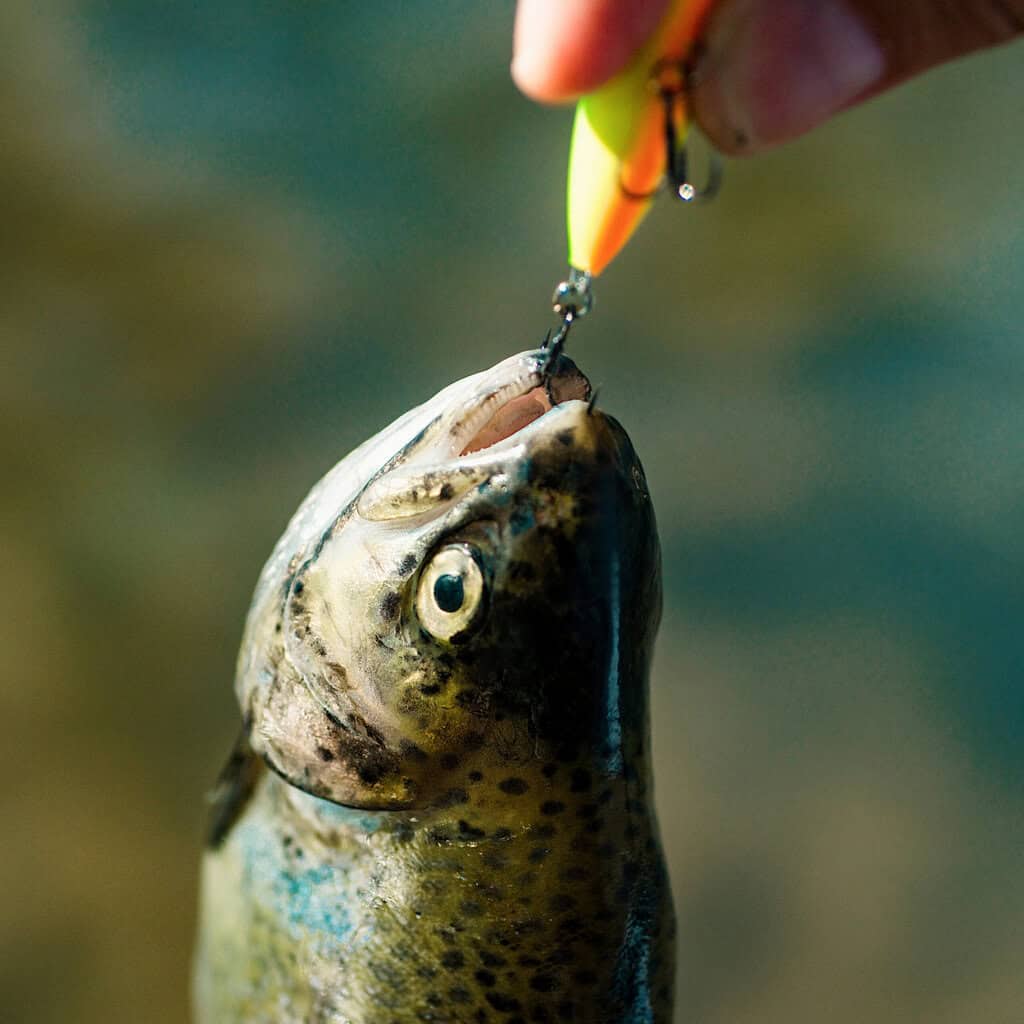 Trout hanging from a lure held in an angler's hand.