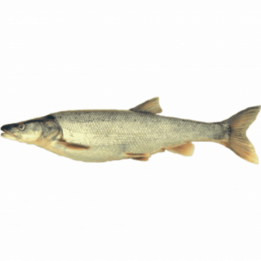 Northern pikeminnow isolated on a white background.