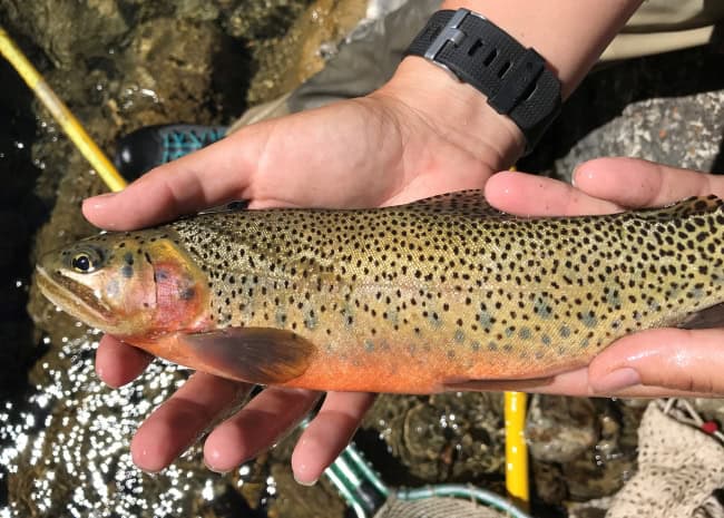 U.S. Fish and Wildlife Service photo of a westslope cutthroat trout in a person's hands.